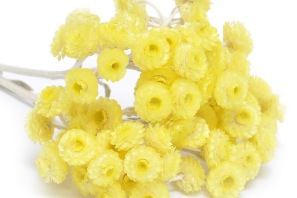 ANGUSTIFOLIUM FLOWER OIL