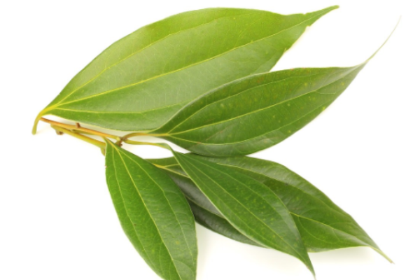 CINNAMON LEAF OIL